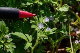 Attēlu rezultāti vaicājumam “Hydrophyllaceae”