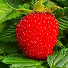 Attēlu rezultāti vaicājumam “Rubus illecebrosus fruit”