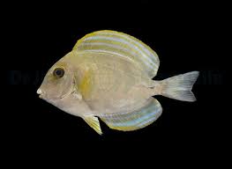 Image result for Acanthurus xanthopterus