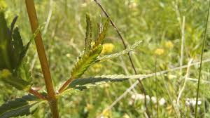 Attēlu rezultāti vaicājumam “Rhinanthus minor leaf”