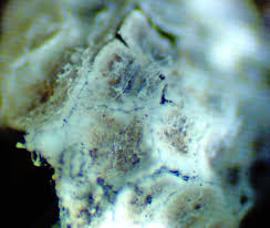 Attēlu rezultāti vaicājumam “Diderma montanum var. album macro”
