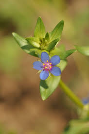 Attēlu rezultāti vaicājumam “Anagallis arvensis leaf”