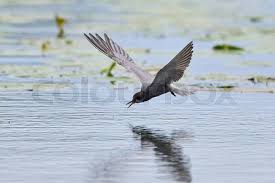 Attēlu rezultāti vaicājumam “Chlidonias niger”