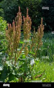 Attēlu rezultāti vaicājumam “Rumex confertus fruit”