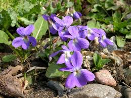 Attēlu rezultāti vaicājumam “Viola hirta”