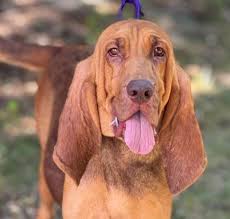 Image result for Carlisle BloodHounds