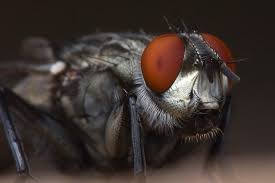 Attēlu rezultāti vaicājumam “Sarcophagidae”