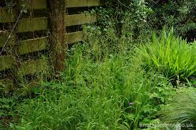 Attēlu rezultāti vaicājumam “Milium effusum”