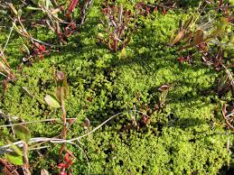 Attēlu rezultāti vaicājumam “Paludella squarrosa”