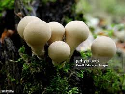 Attēlu rezultāti vaicājumam “Lycoperdon perlatum”