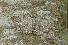 Attēlu rezultāti vaicājumam “Panolis umbra”