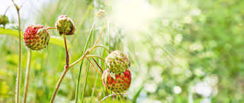 Attēlu rezultāti vaicājumam “Fragaria viridis flower”