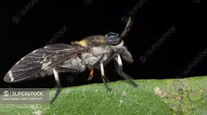 Attēlu rezultāti vaicājumam “Haematopota sp.”