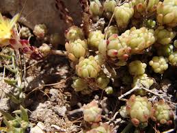 Attēlu rezultāti vaicājumam “Sedum pallidum bud”