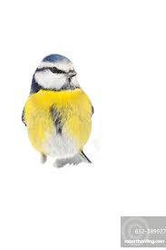 Image result for Cyanistes caeruleus