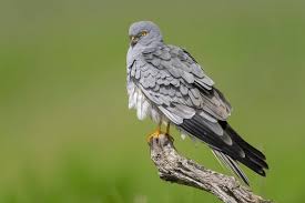 Attēlu rezultāti vaicājumam “Circus pygargus”