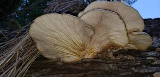 Attēlu rezultāti vaicājumam “Lentinellus ursinus”