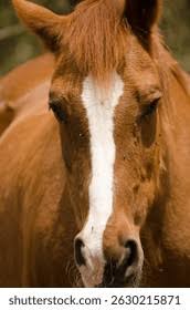 Attēlu rezultāti vaicājumam “Equus ferus caballus”