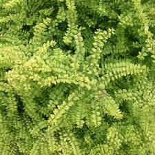 Attēlu rezultāti vaicājumam “Lonicera caerulea var. pallasii leaf”