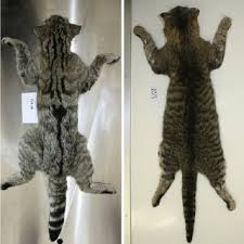 Attēlu rezultāti vaicājumam “Felis silvestris catus adult”