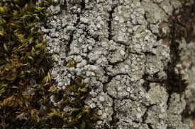 Attēlu rezultāti vaicājumam “Pertusaria albescens”