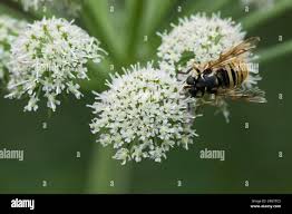 Attēlu rezultāti vaicājumam “Temnostoma vespiforme”