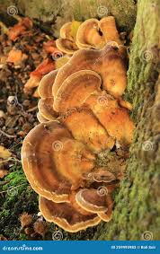 Attēlu rezultāti vaicājumam “Coriolopsis trogii”