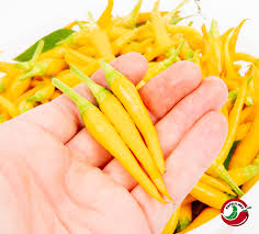 Afbeeldingsresultaat voor thai yellow hot pepper