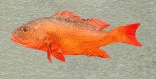 Image result for Lutjanus colorado