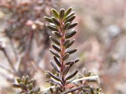 Attēlu rezultāti vaicājumam “Empetraceae”