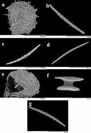 Attēlu rezultāti vaicājumam “Spongilla lacustris”