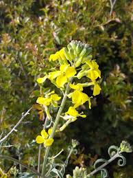 Attēlu rezultāti vaicājumam “Erysimum hieracifolium”