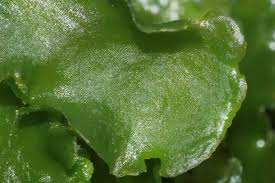 Attēlu rezultāti vaicājumam “Aneura pinguis”