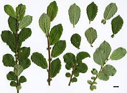 Attēlu rezultāti vaicājumam “Salix cinerea leaf”