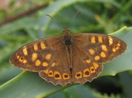 Attēlu rezultāti vaicājumam “Pararge aegeria upperside”