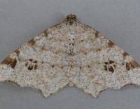 Attēlu rezultāti vaicājumam “Macaria notata”