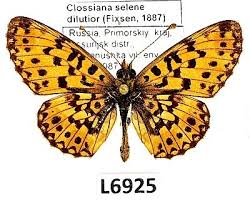 Attēlu rezultāti vaicājumam “Clossiana selene”