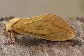 Attēlu rezultāti vaicājumam “Hepialus humuli male”