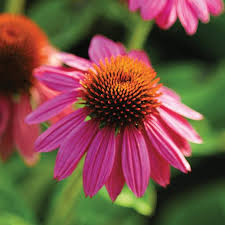 Attēlu rezultāti vaicājumam “Echinacea purpurea flower”