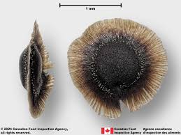 Attēlu rezultāti vaicājumam “Spergula morisonii”