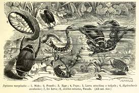 Attēlu rezultāti vaicājumam “Acilius sulcatus female”