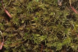 Attēlu rezultāti vaicājumam “Didymodon rigidulus”