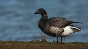 Attēlu rezultāti vaicājumam “Branta bernicla adult”