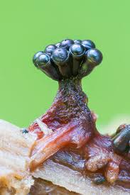 Attēlu rezultāti vaicājumam “Metatrichia vesparia”