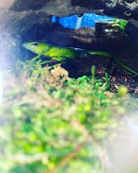 Risultati immagini per dasia smaragdina