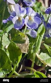 Attēlu rezultāti vaicājumam “Viola collina”