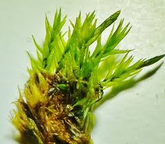 Attēlu rezultāti vaicājumam “Dicranum leioneuron”