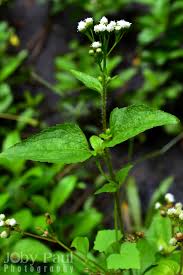 Image result for Ageratum conyzoides