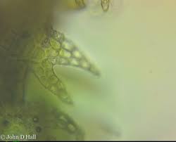 Attēlu rezultāti vaicājumam “Cephalozia catenulata”