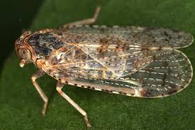 Attēlu rezultāti vaicājumam “Cixiidae”